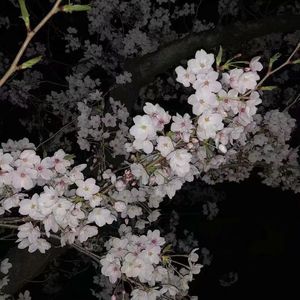 羞羞美女被❌视频免费看
